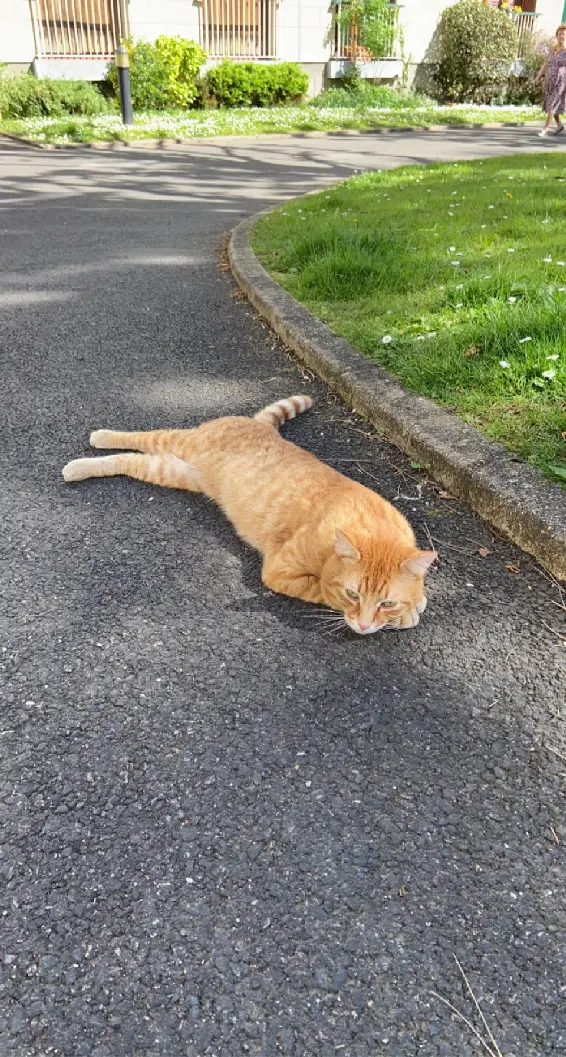 Chat Perdu 91 Essonne Chat Perdu 91 Essonne