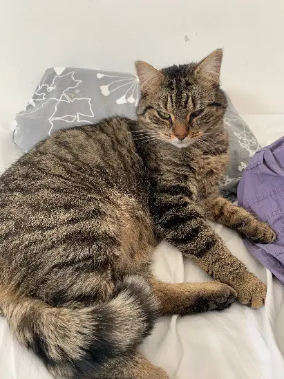 Chat Perdu 91 Essonne Chat Perdu 91 Essonne