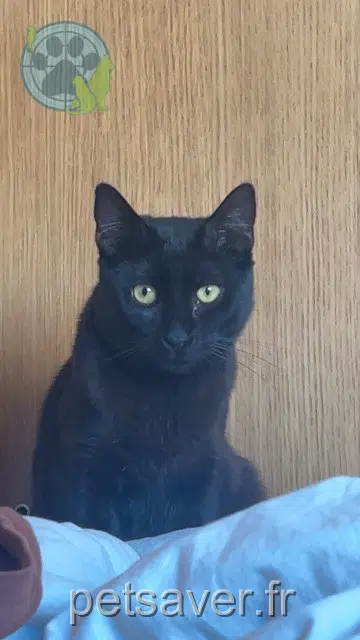 chat lost   92000 Nanterre Alec