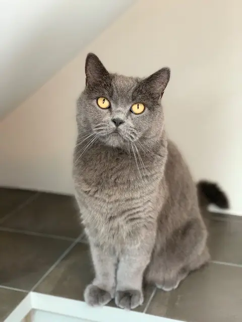 chat lost   92600 Asnières-sur-Seine ARTH