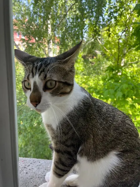 chat lost   92150 Suresnes Aslan
