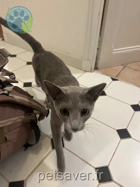 chat lost 92320 Châtillon Azel