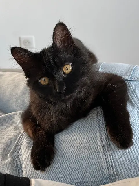 chat lost   92370 Chaville Bagheera