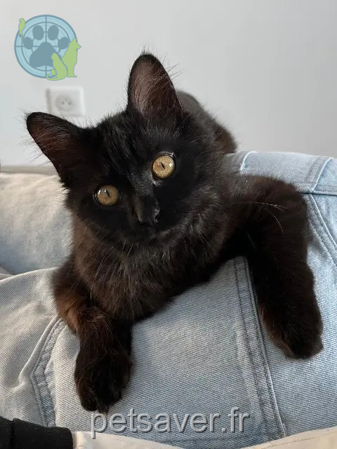 gato perdido 92370 Chaville Bagheera gato lost 92370 Chaville Bagheera