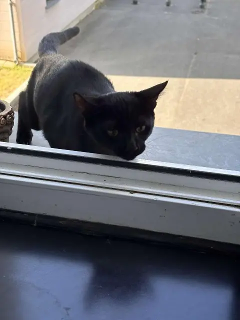 chat lost   92350 Le Plessis-Robinson Bagheira