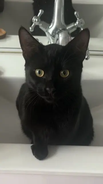 chat lost   92350 Le Plessis-Robinson Bagheira