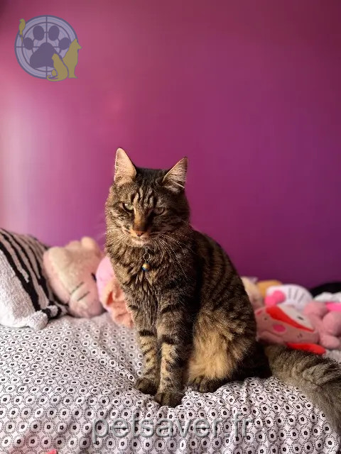 kater vermist 92290 Châtenay-Malabry Bibiche kater lost 92290 Châtenay-Malabry Bibiche
