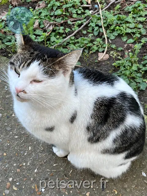 chat lost   92160 Antony Bijou