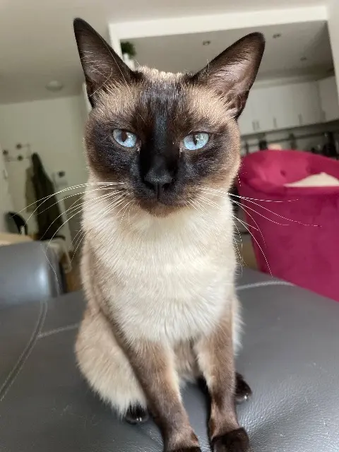 chat lost   92100 Boulogne-Billancourt Milo