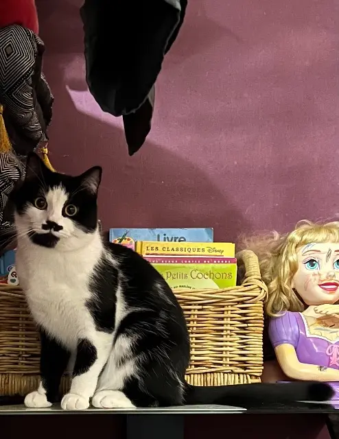 chat lost   92100 Boulogne-Billancourt Moustache