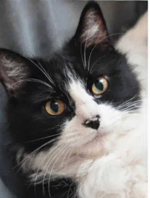 chat lost   92100 Boulogne-Billancourt Néo