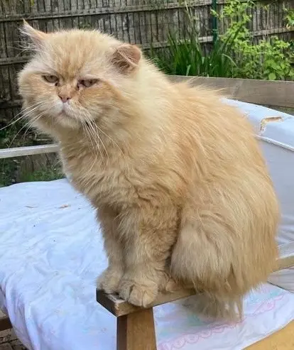 chat lost   92100 Boulogne-Billancourt Pito