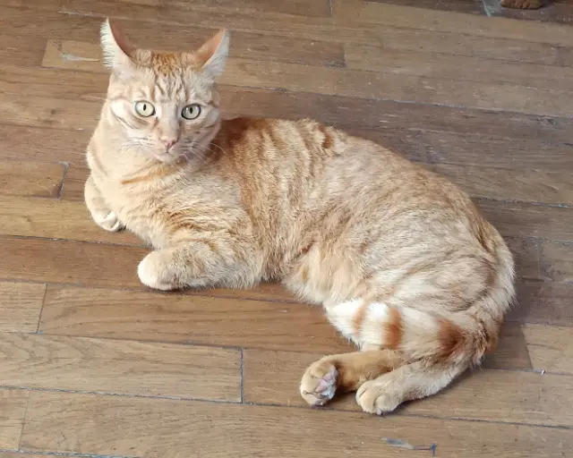 chat lost   92100 Boulogne-Billancourt Richie