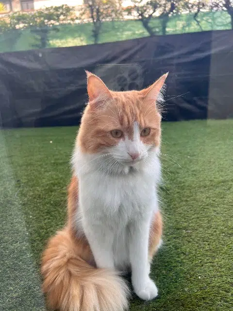 chat lost   92100 Boulogne-Billancourt Kai