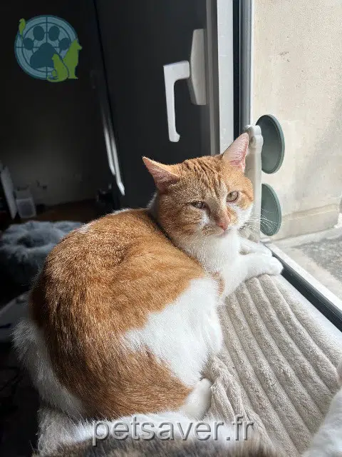 chat lost   92100 Boulogne-Billancourt Sushi