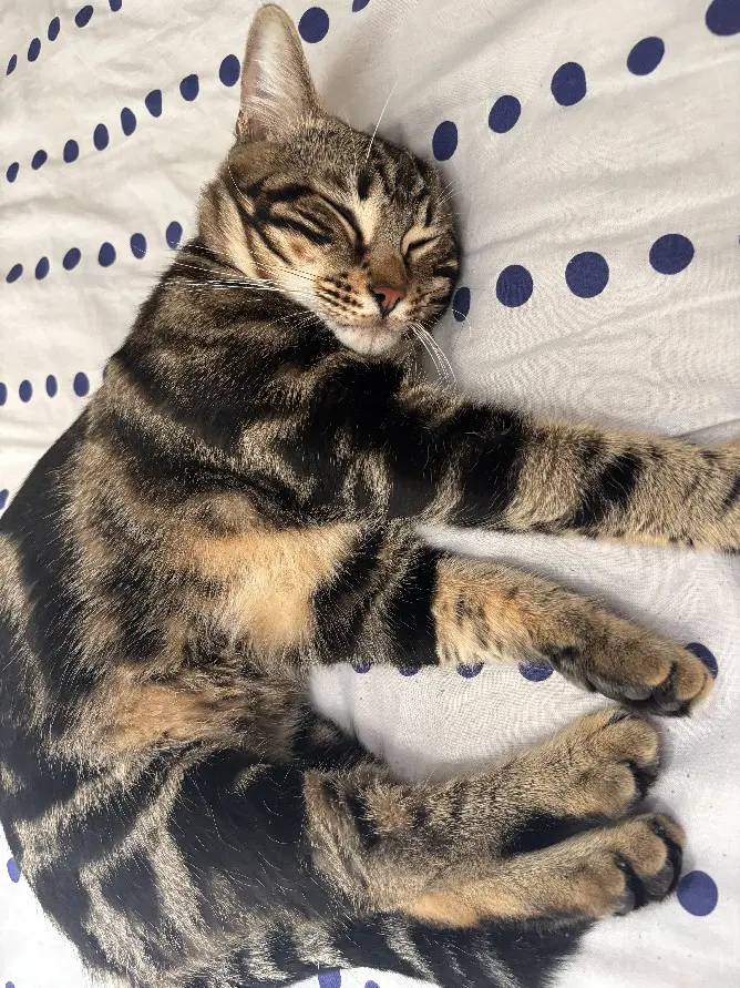 Chat Perdu 92 Hauts-de-Seine Boulogne-Billancourt - Wind Chat Perdu 92 Hauts-de-Seine Boulogne-Billancourt - Wind