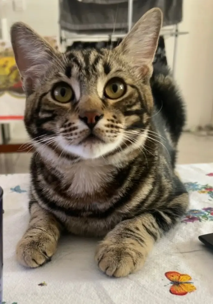Chat Perdu 92 Hauts-de-Seine Boulogne-Billancourt - Wind Chat Perdu 92 Hauts-de-Seine Boulogne-Billancourt - Wind