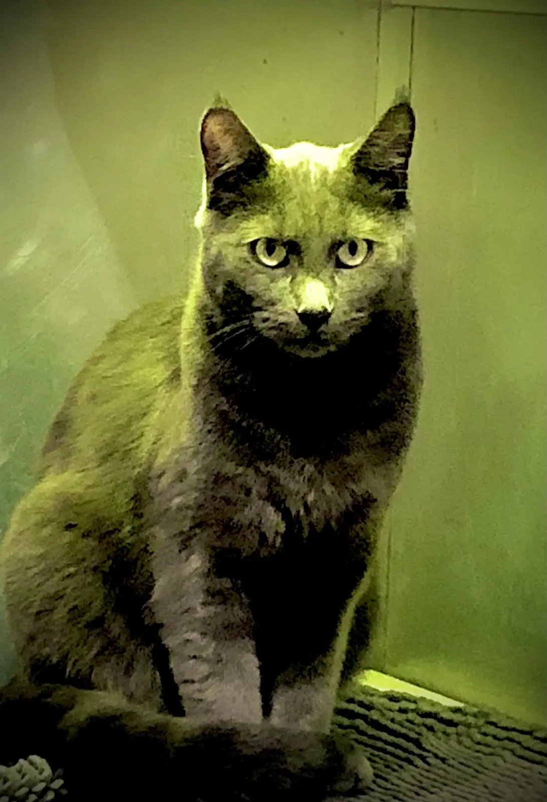 Chat Perdu 92 Hauts-de-Seine Boulogne-Billancourt Chat Perdu 92 Hauts-de-Seine Boulogne-Billancourt