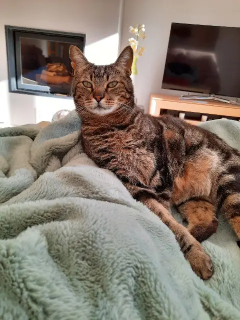 chat lost   92320 Châtillon Brownie