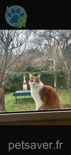 chat lost 92260 Fontenay-aux-Roses Cacahuète