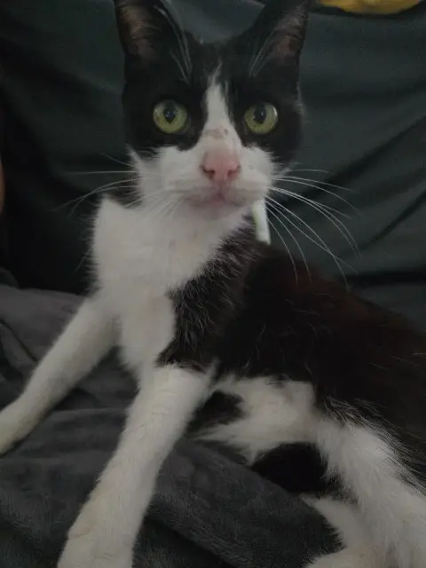 chat lost   92600 Asnières-sur-Seine Cacahuète