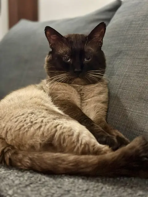 chat lost   92000 Nanterre Cactus
