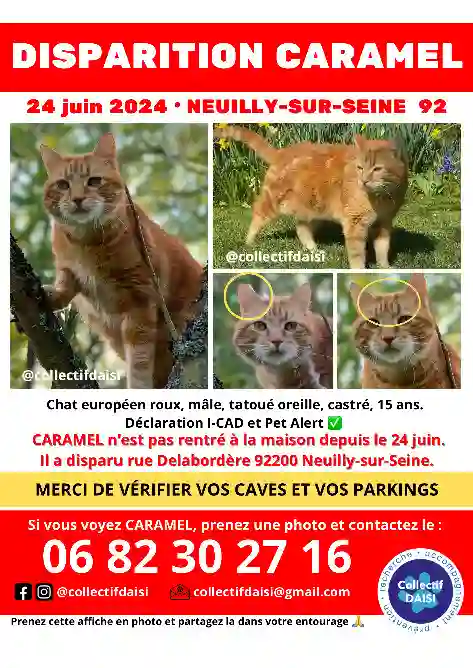 Chat Perdu 92 Hauts-de-Seine - Caramel Chat Perdu 92 Hauts-de-Seine - Caramel