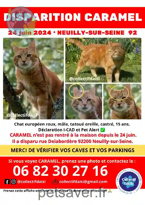 Chat Perdu 92 Hauts-de-Seine - Caramel Chat Perdu 92 Hauts-de-Seine - Caramel