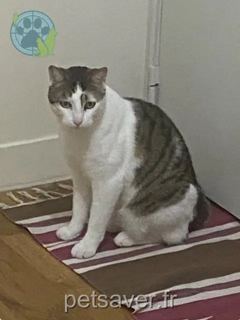 chat lost   92700 Colombes Charlie