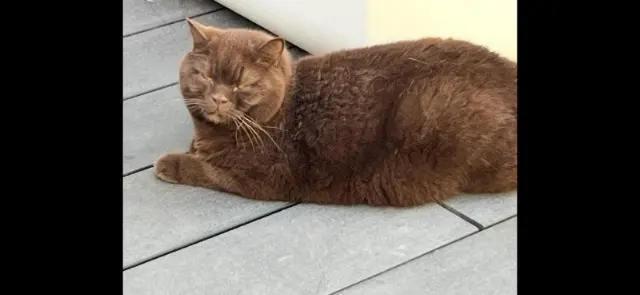 chat lost   92500 Rueil-Malmaison Chat