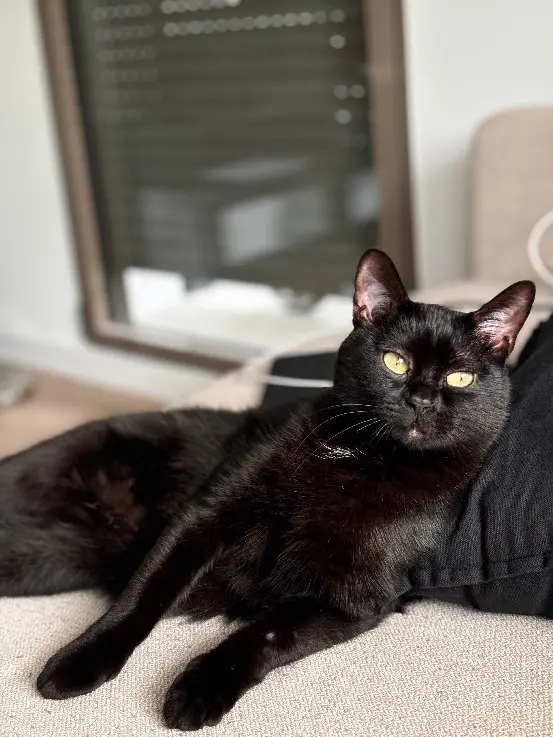 Chat Perdu 92 Hauts-de-Seine - Choco Chat Perdu 92 Hauts-de-Seine - Choco