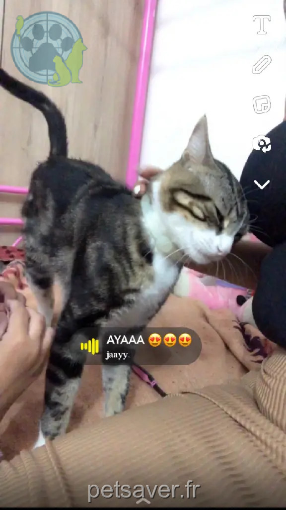 Chat Perdu 92 Hauts-de-Seine - Cookie Chat Perdu 92 Hauts-de-Seine - Cookie