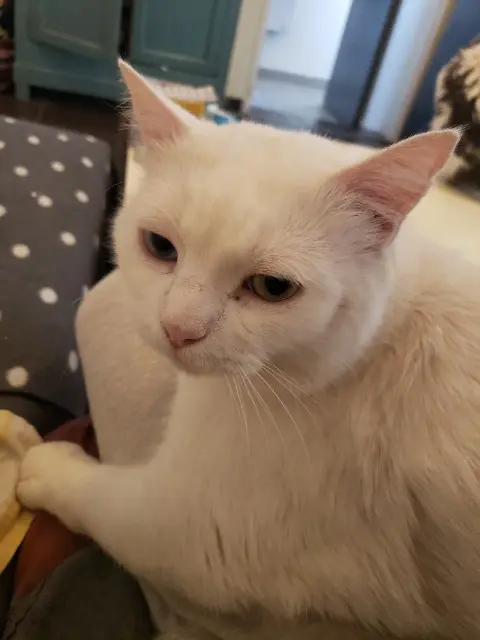 chat lost   92160 Antony Crapule