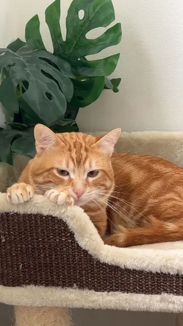 chat lost   92160 Antony Crapule