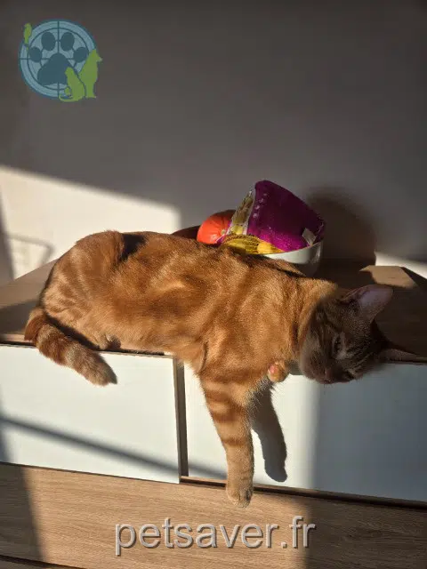 gatto lost   92270 Bois-Colombes Elfo