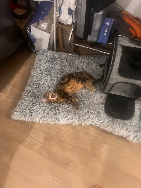 chat lost   92380 Garches Elvis