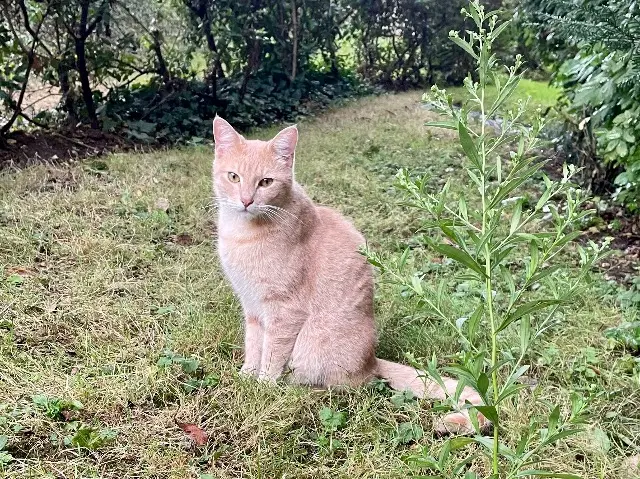 chat perdu 92290 Châtenay-Malabry Filou chat lost 92290 Châtenay-Malabry Filou