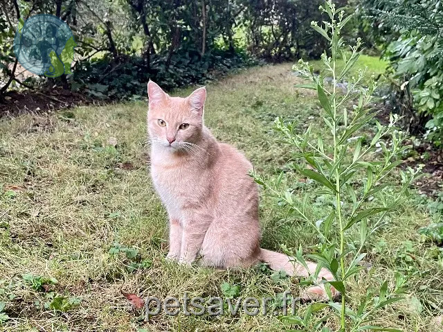 chat perdu 92290 Châtenay-Malabry Filou chat lost 92290 Châtenay-Malabry Filou