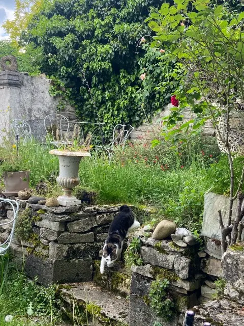 chat lost   92130 Issy-les-Moulineaux Flèche