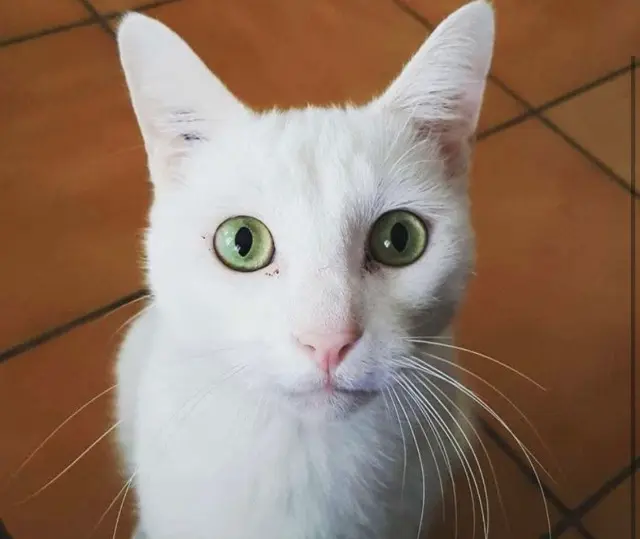 chat lost   92250 La Garenne-Colombes Fripouille