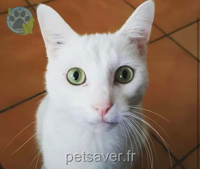 chat perdu 92250 La Garenne-Colombes Fripouille chat lost 92250 La Garenne-Colombes Fripouille