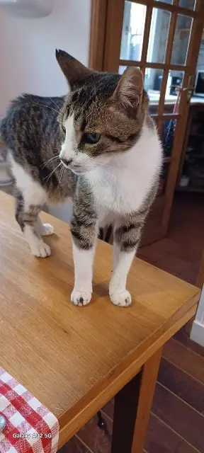 chat lost   92240 Malakoff Frisson