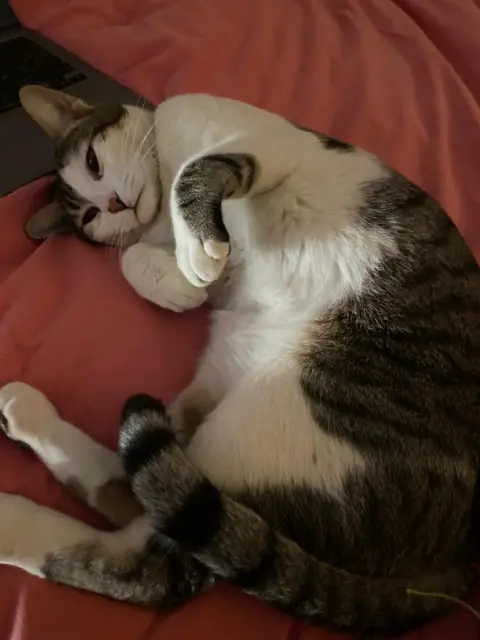 chat lost    Meudon Garu