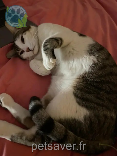 kater vermist Meudon Garu kater lost Meudon Garu