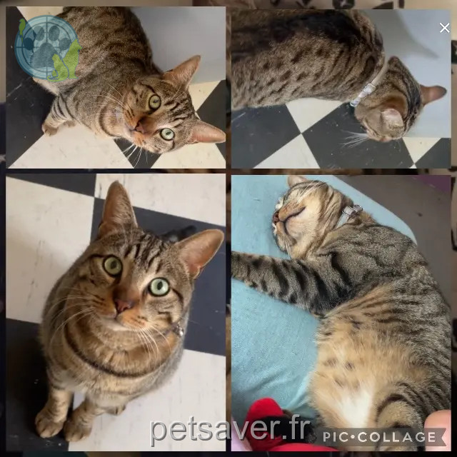gato perdido 92230 Gennevilliers Grydzzi gato lost 92230 Gennevilliers Grydzzi