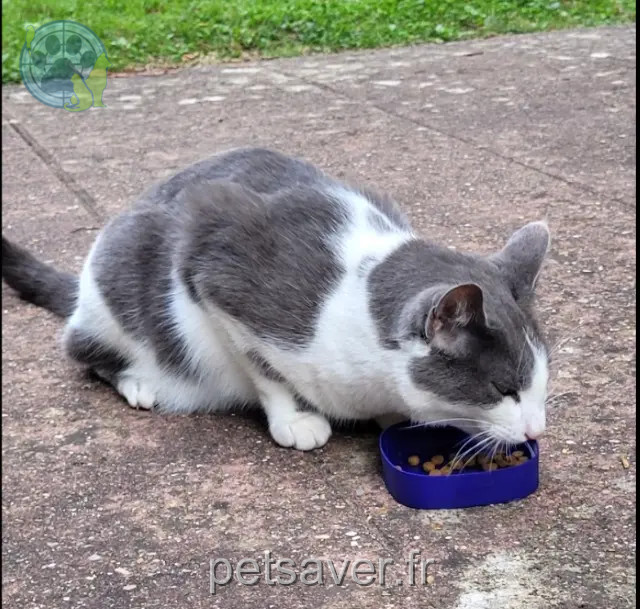 gato perdido 92290 Châtenay-Malabry Happy gato lost 92290 Châtenay-Malabry Happy