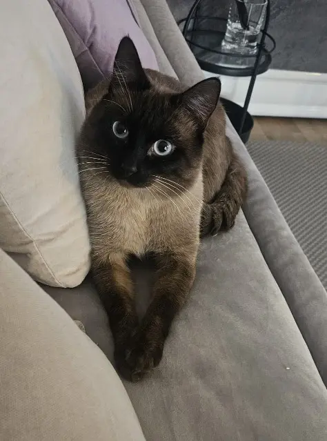 chat lost   92230 Gennevilliers Haru