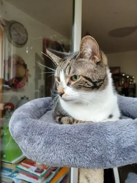 chat lost   92340 Bourg-la-Reine Harvey