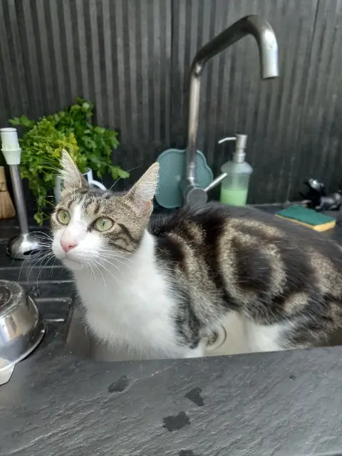 chat lost   92600 Asnières-sur-Seine Hercule