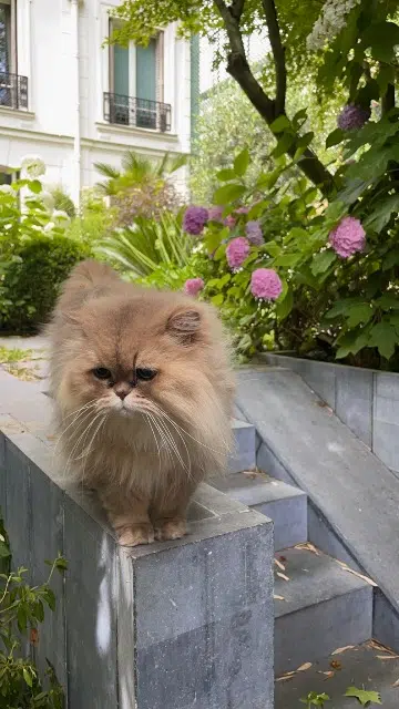 chat lost   92200 Neuilly-sur-Seine Homer